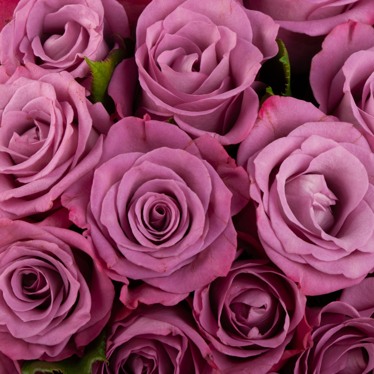 Букет из 51 розы Сияние аметиста