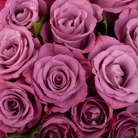 Букет из 51 розы Сияние аметиста