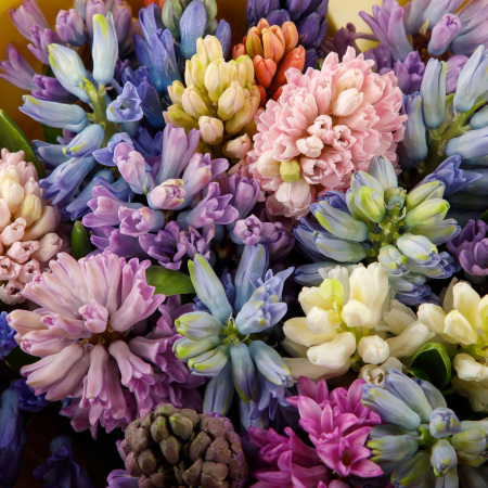 Букет гиацинтов Весенний ветер (25 шт)