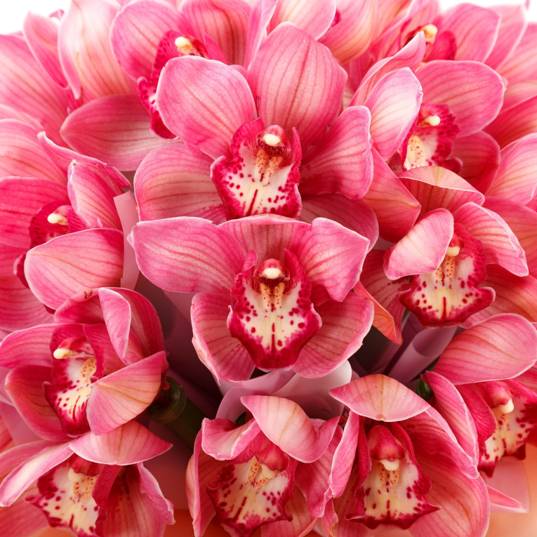 Букет из орхидей Клубничное мороженое