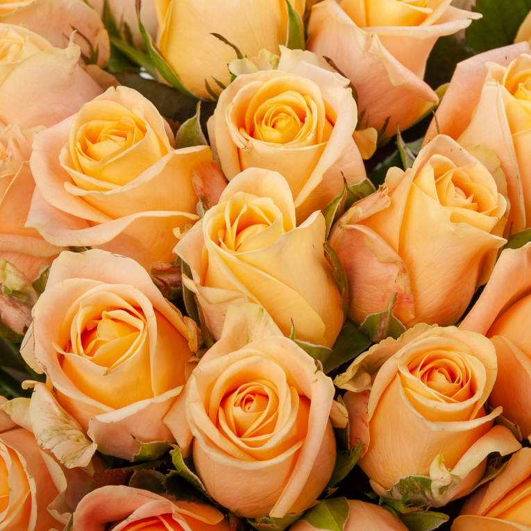 Букет 51 роза Лучи рассвета