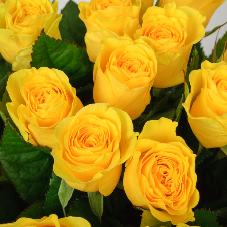 Букет 35 роз Илиос