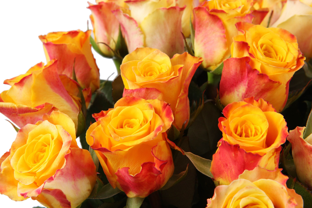 Букет 51 роза Мари Клер