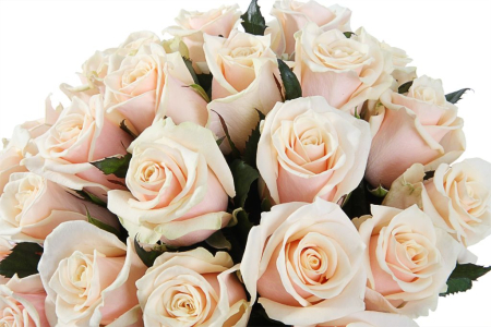 Букет 25 роз Талея в шляпной коробке