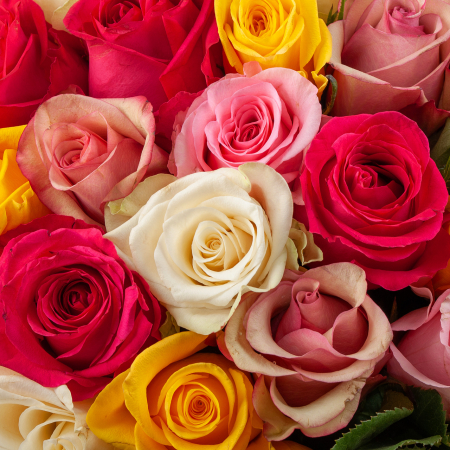 Букет из 101 розы Цветное настроение