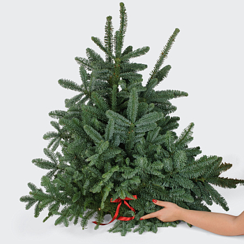 Нобилис (7 шт.)