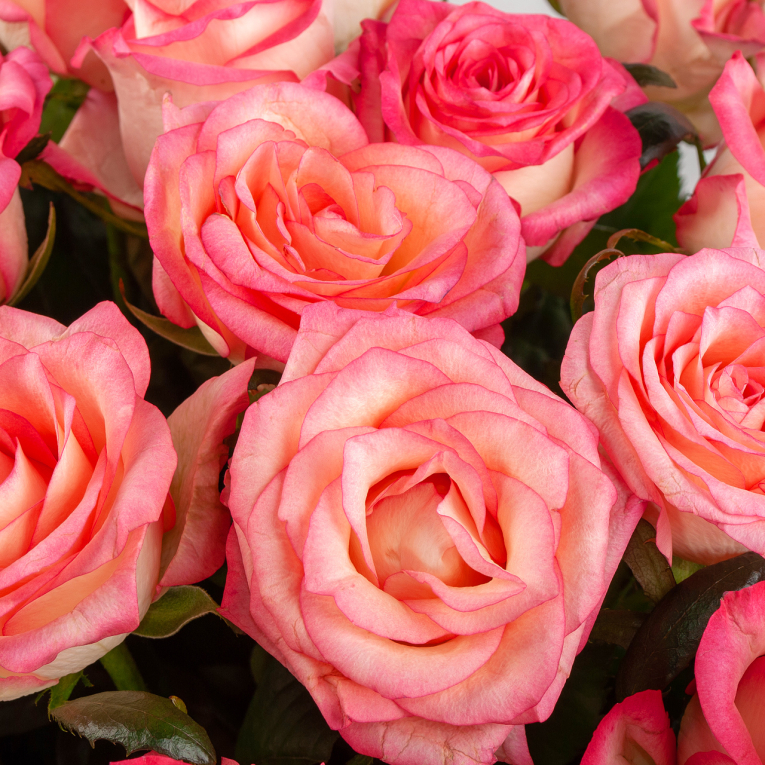 Букет из 51 розы Розовая лагуна