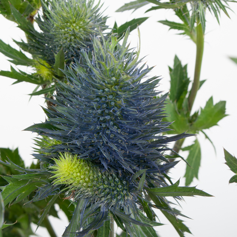 Эрингиум (3 шт.)