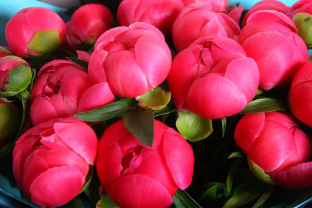 Букет из пионов Китаянка