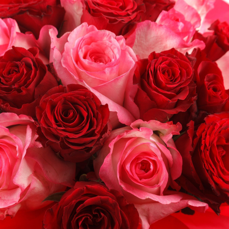Букет 25 роз, красно-розовый микс