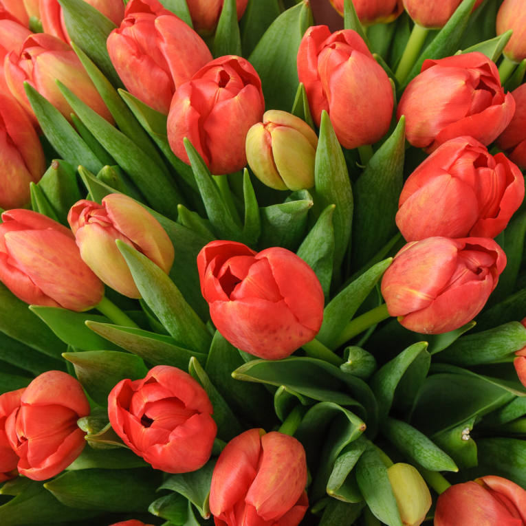 Букет 75 красных тюльпанов