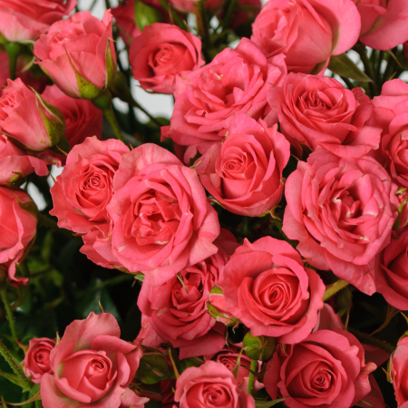 Букет 21 кустовая роза Лидия (50 см)