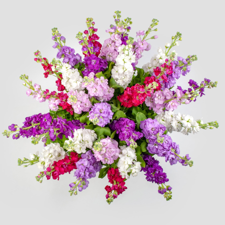 Букет из маттиолы Радостный всплеск