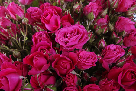 Букет 51 кустовая роза Алисия