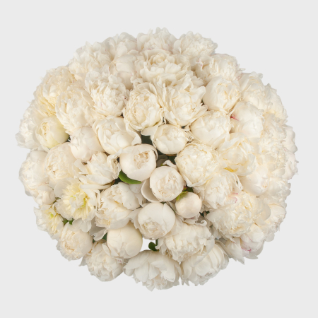 Букет 51 пион Белый жемчуг