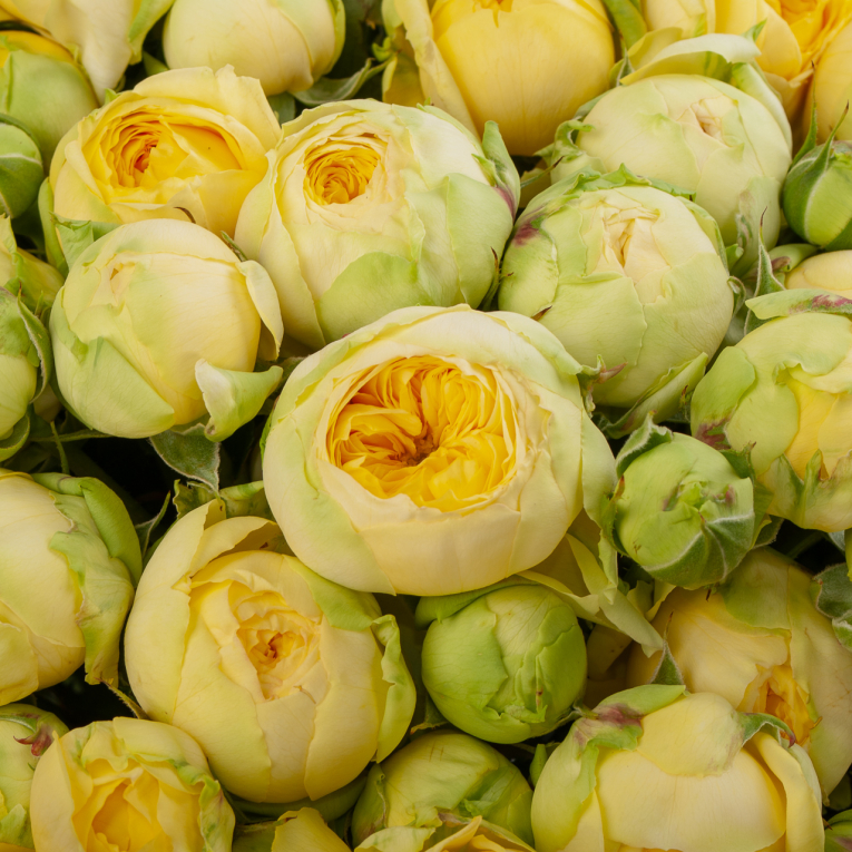 Букет из 51 розы Рождение Венеры