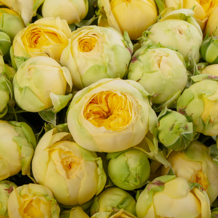 Букет из 51 розы Рождение Венеры