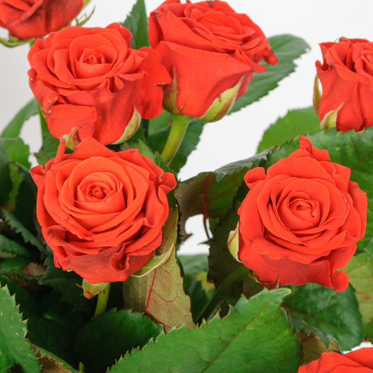 Букет из 11 роз Эль Торо