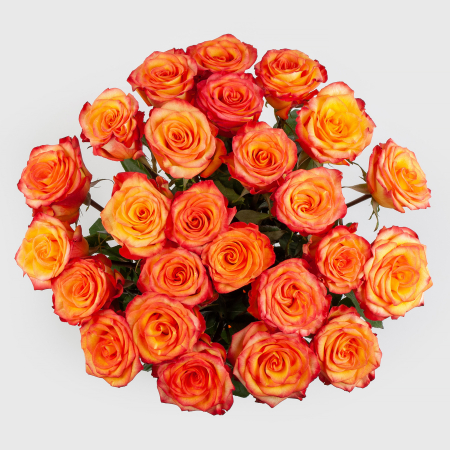 Букет 25 роз Хай Мэджик (Эквадор), 60 см