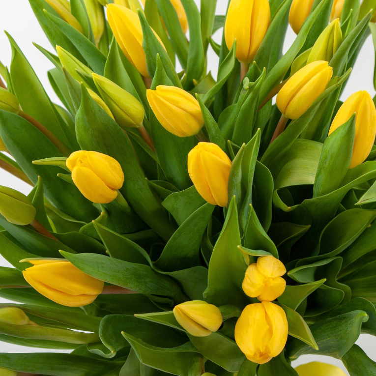 Букет 51 тюльпан Золотое солнышко