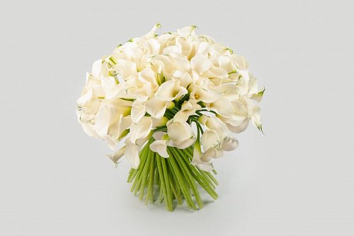 Калла, или Белокрыльник