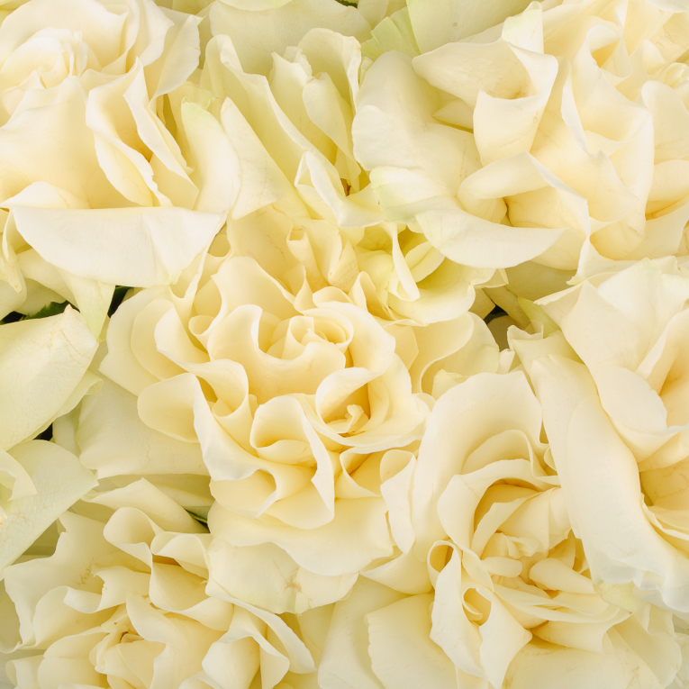 Букет из 15 роз Сливочный пломбир