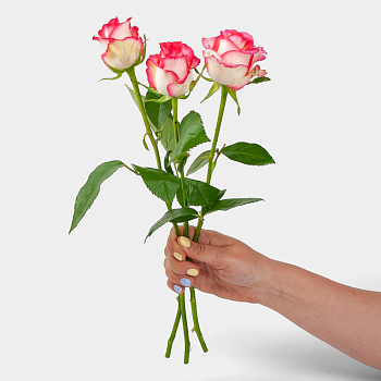 Роза Джумилия 40 см (3 шт.)