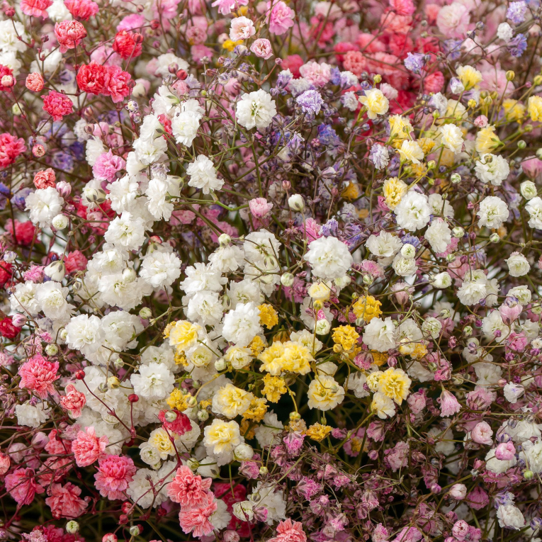 Композиция из гипсофилы Пробуждение зари