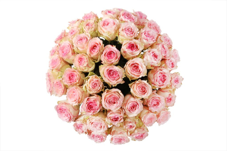 Букет 51 роза Эсперанс в шляпной коробке