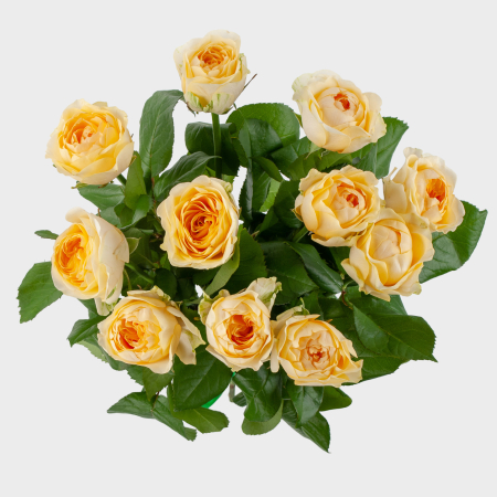 Букет 11 роз Крем и сливки