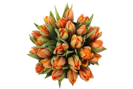 Букет 25 тюльпанов в коробке, оранжевые