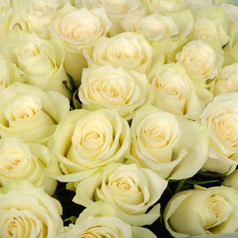 Букет из 51 розы Ветер Тосканы