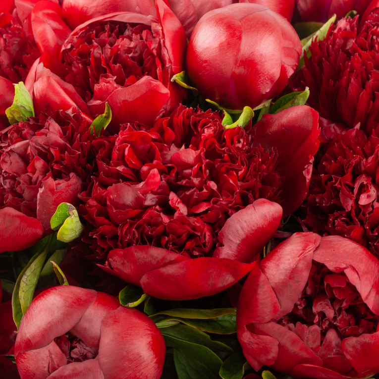 Букет 51 пион Красный жемчуг