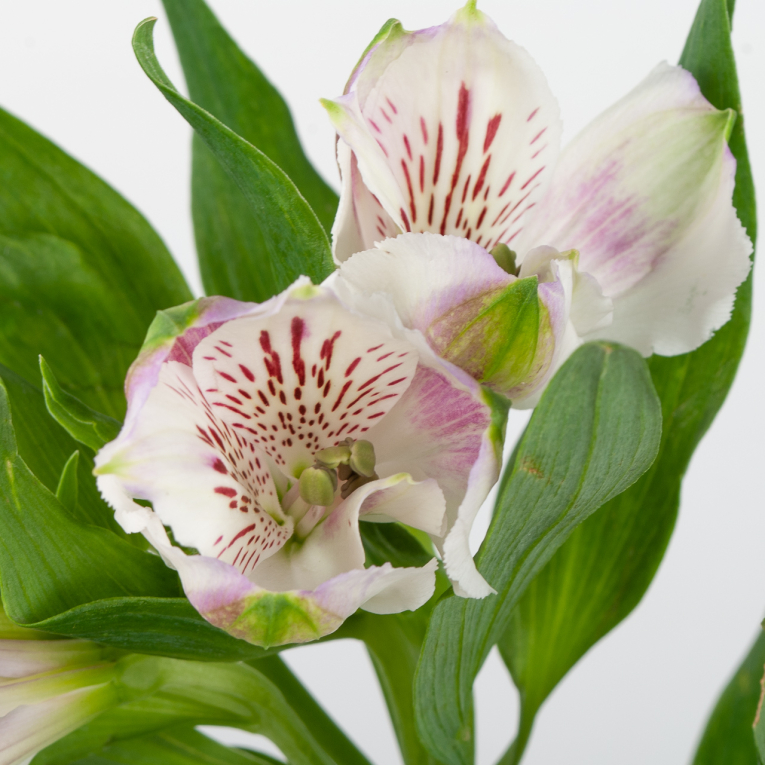 Альстромерия белая (3 шт.)