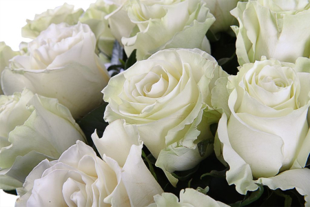 Букет 101 роза Мондиаль