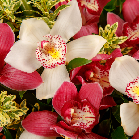 Букет в коробке Высший свет