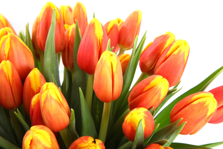 Букет 101 тюльпан, рыжие