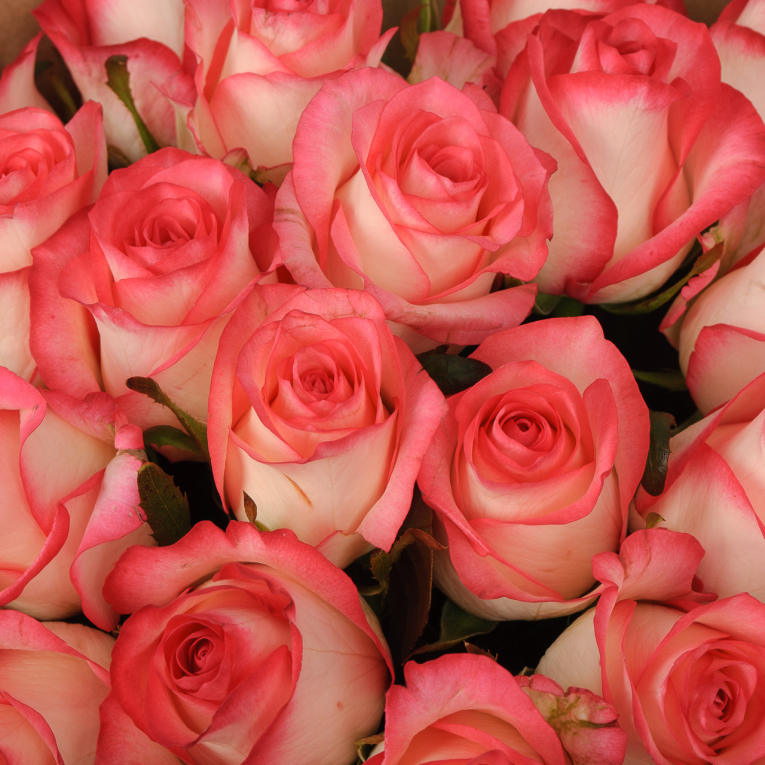 Букет 19 роз Клубничная романтика