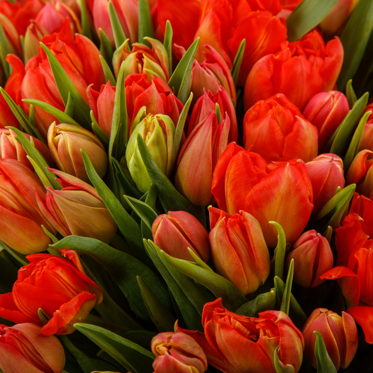 Букет 101 тюльпан, красно-оранжевые