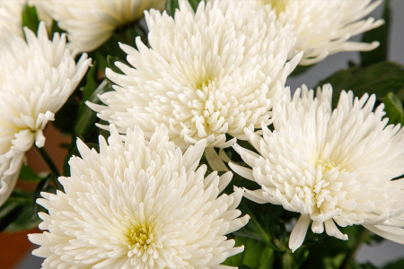 Букет из 11 белых хризантем Сингл