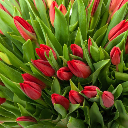 Букет 101 тюльпан Алое солнышко