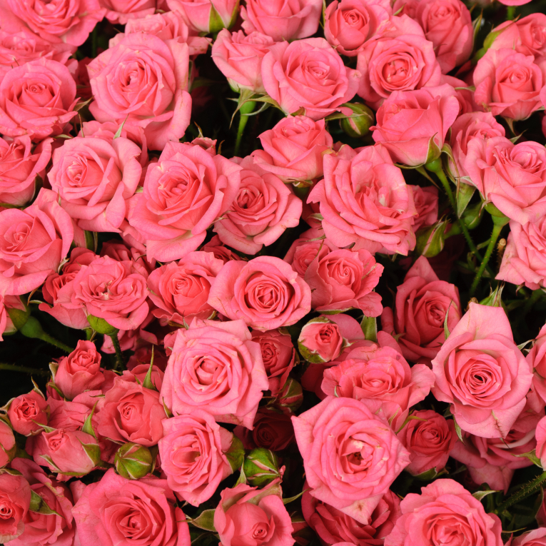 Букет 75 кустовых роз Лидия (50 см)