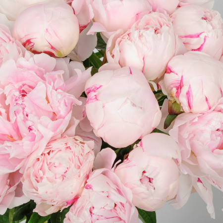 Букет из пионов 19 комплиментов