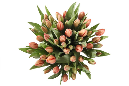 Букет 51 королевский тюльпан в голубой коробке, коралловые