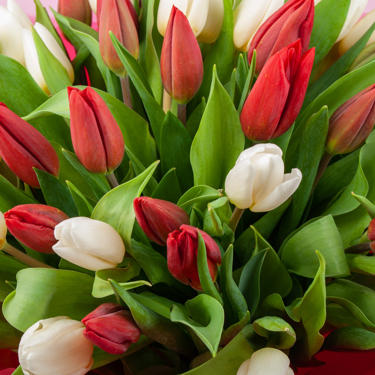 Букет 51 тюльпан Страсть и нежность