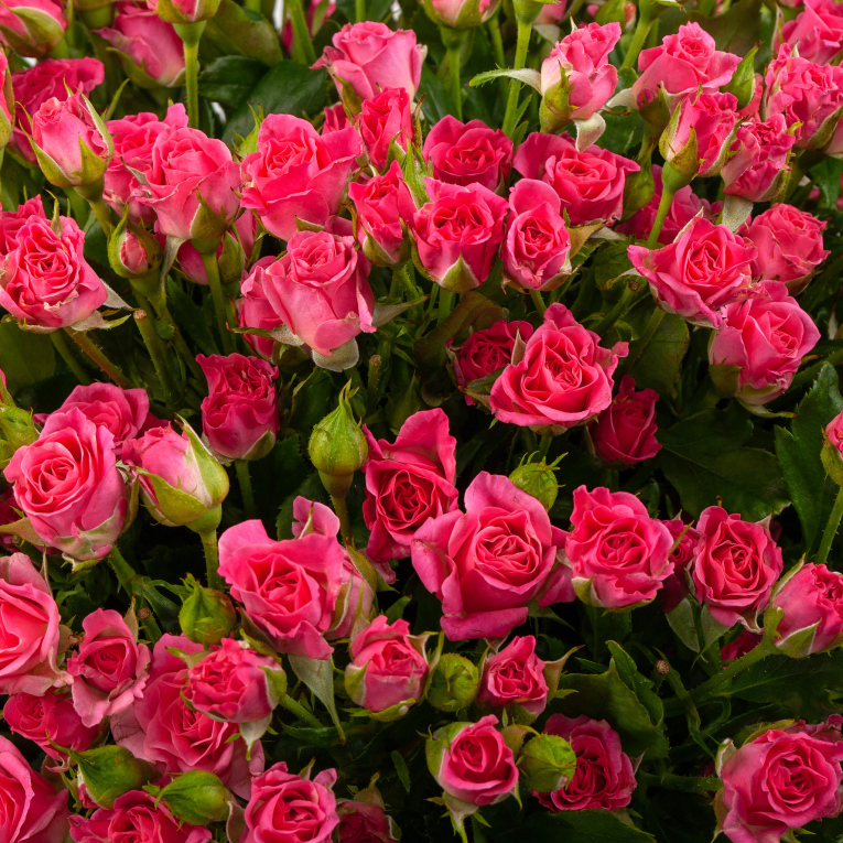 Букет из 51 кустовой розы Сила притяжения