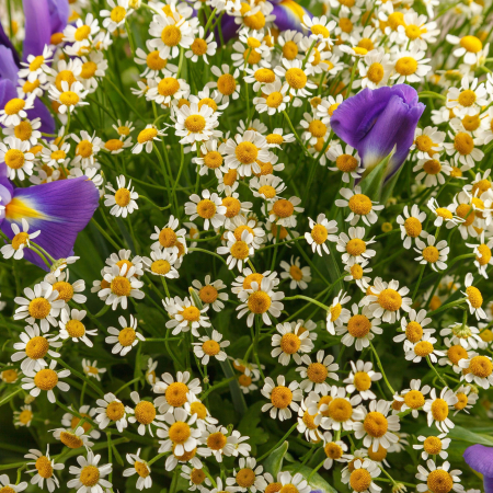 Букет с ромашками Королева полей