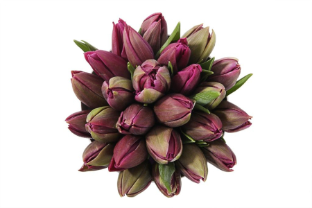 Букет 25 королевских тюльпанов в коробке, пурпурные