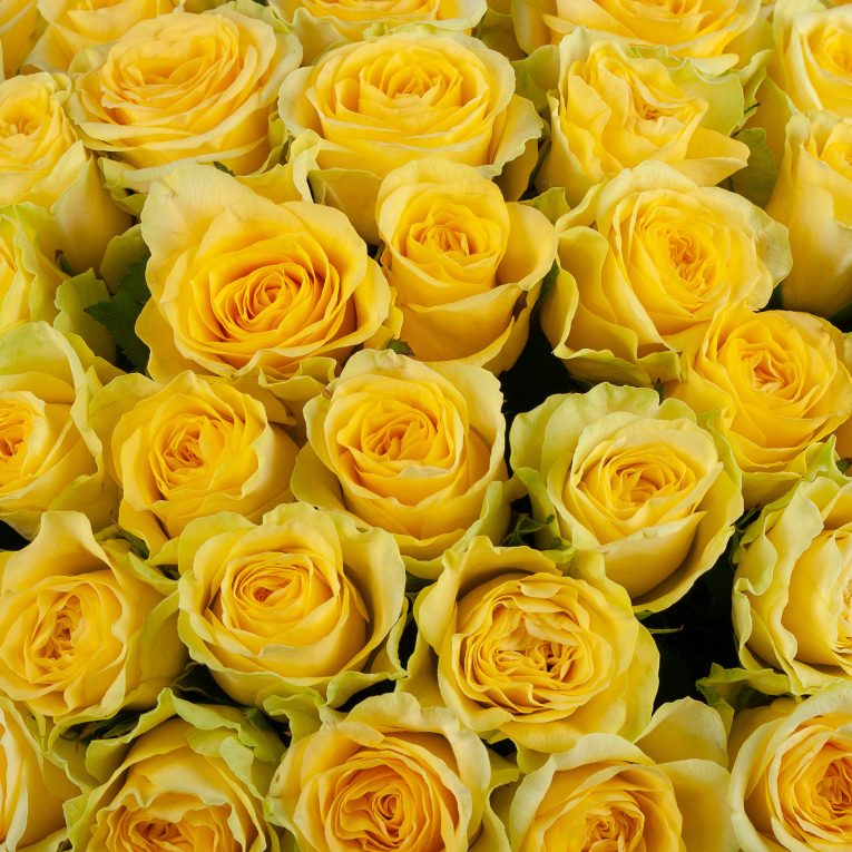 Букет Ламбада (101 желтая роза)