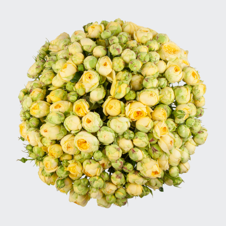 Букет из 51 розы Рождение Венеры